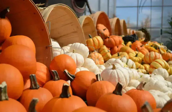 How to Cook Pumpkin for Dogs with 7 Easy Ways