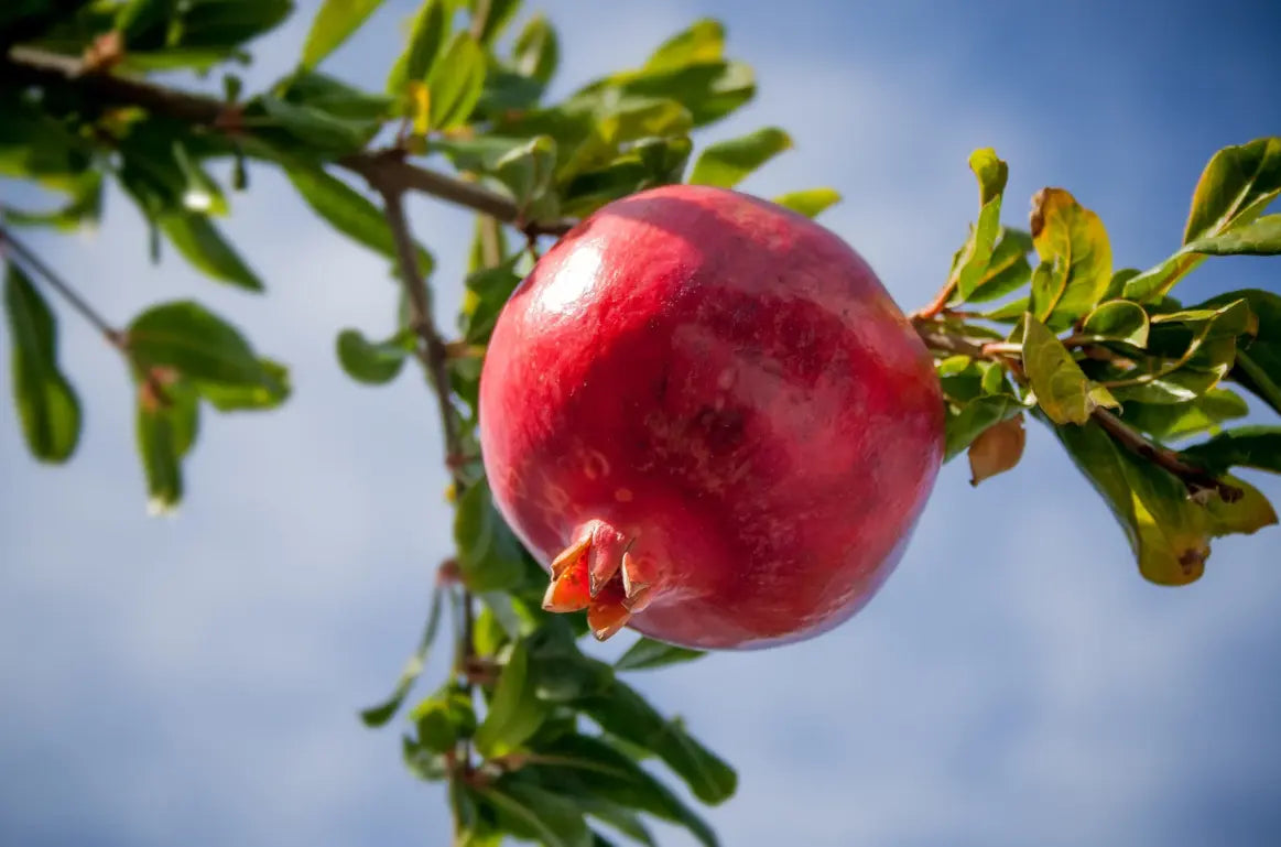 How to Peel a Pomegranate Like a Pro