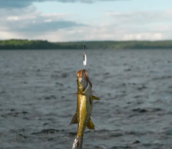 How To Fillet A Smallmouth Bass