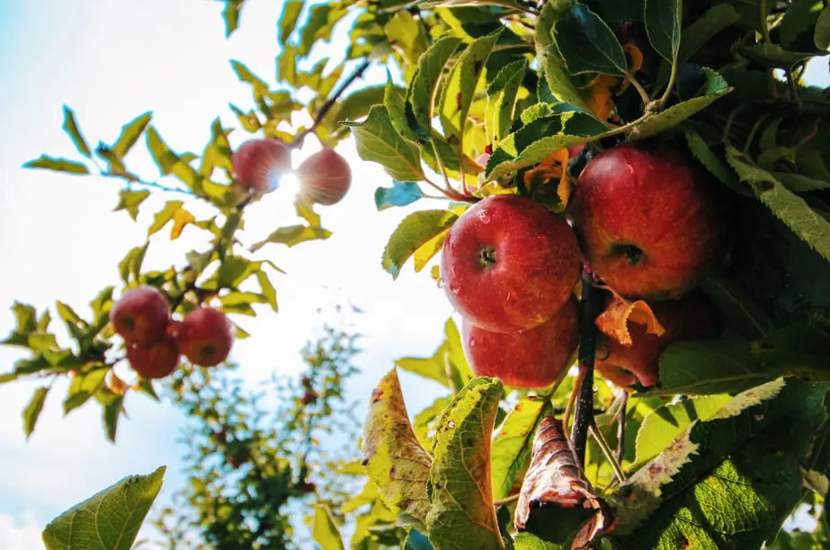 5 Delicious Apple Recipes You Need to Try for National Apple Month 2025