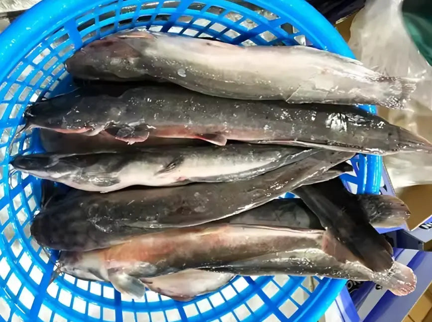 How To Fillet A Catfish The Right Way Kyoku Knives How to fillet a catfish the right way kyoku knives